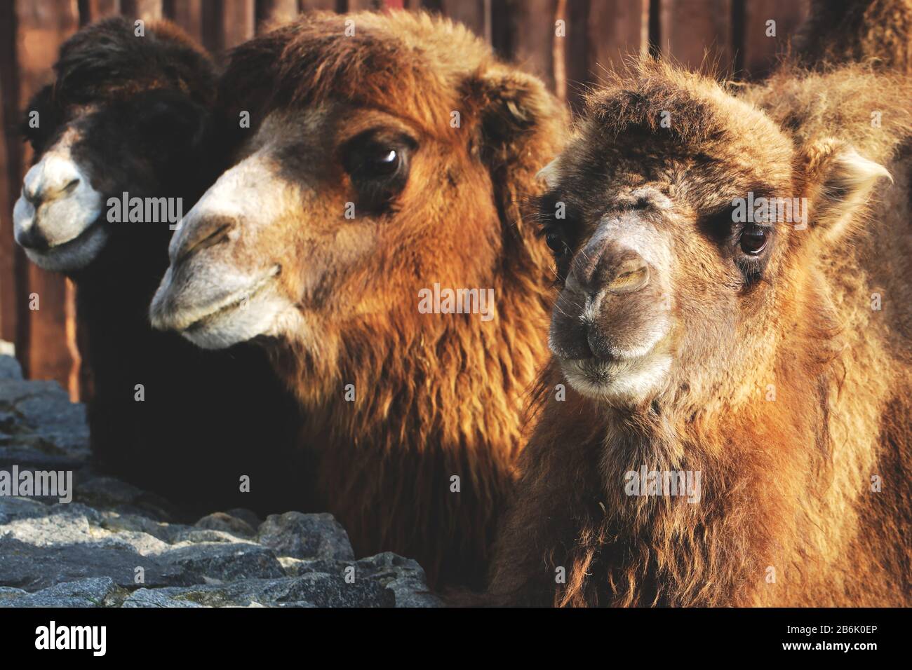 Tre divertenti cammelli all'aperto nel ritratto dell'animale del sole foto Foto Stock