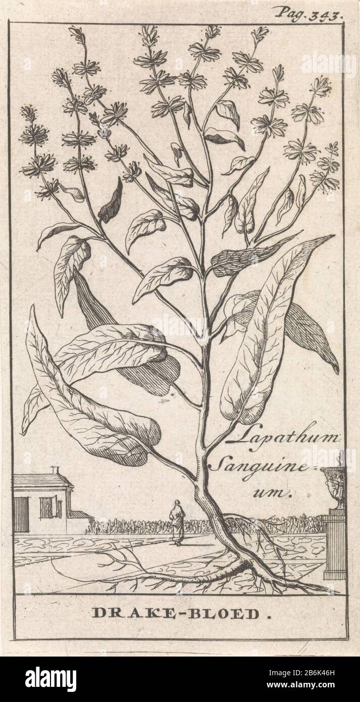 Drakenbloed Lapathum Sanguineum Drake-blood (oggetto del titolo) Stampa a destra etichettato: Pag. 343. Produttore : produttore di stampe: Caspar Luyken Editore: John Claesz al Luogo Hear fabbricazione: Amsterdam Data: 1698 caratteristiche Fisiche: Materiale di incisione: Tecnica della carta: Dimensioni di incisione: Foglio: 142 mm × H b 78 mmToelichtingIllustratie di: Blankaart, Steven. La terra Inferiore chen Herbarius polveroso Spice-libro delle erbe principali. Amsterdam: Jan Claesz A Hoorn, 1698. Oggetto: Piante e re- Foto Stock