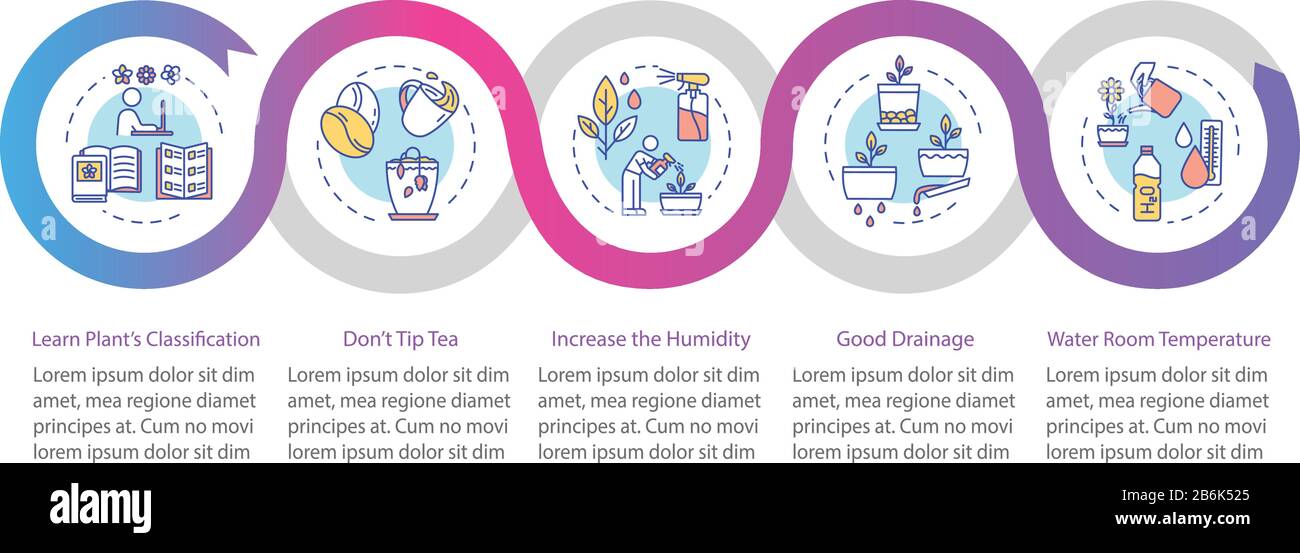 Le piante interne riguardano il modello infografico vettoriale. Houseplants cura presentazione elementi di progettazione. Visualizzazione dei dati in cinque fasi. Sequenza temporale del processo Illustrazione Vettoriale