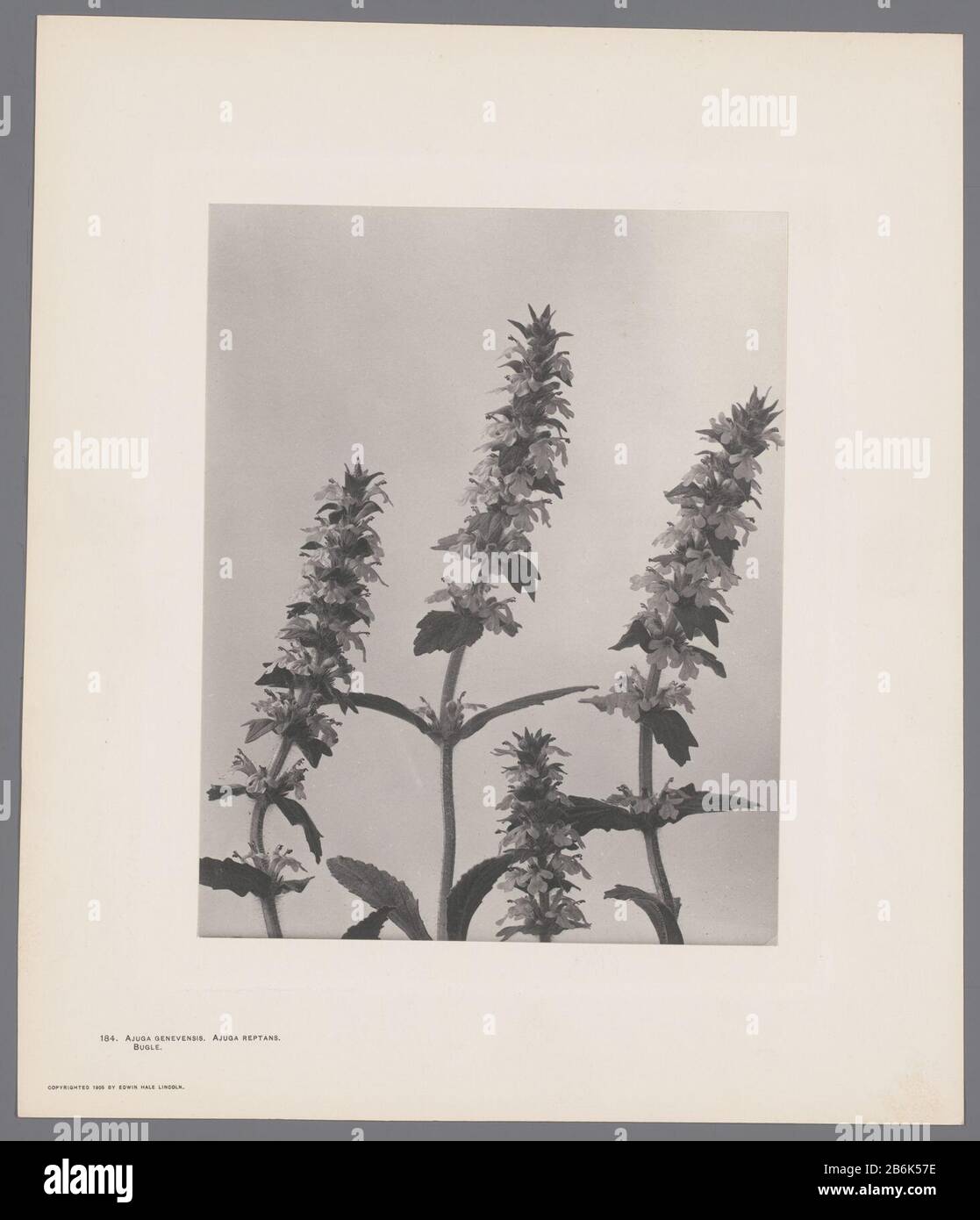 Tre vita da Wildflowers of New England Drie bloemstillevens uit Wild Flowers of New England Oggetto tipo : foto Objectnummer: RP-F-2012-134-1 Produttore : fotograf: Edwin Hale Lincoln Dating: 1905 Materiale: Papier Techniek: Fotografie Oggetto: Fiori Foto Stock Tre vita da Wildflowers of New England Drie bloemstillevens uit Wild Flowers of New England Oggetto tipo : foto Objectnummer: RP-F-2012-134-1 Produttore : fotograf: Edwin Hale Lincoln Dating: 1905 Materiale: Papier Techniek: Fotografie Oggetto: Fiori Foto Stock