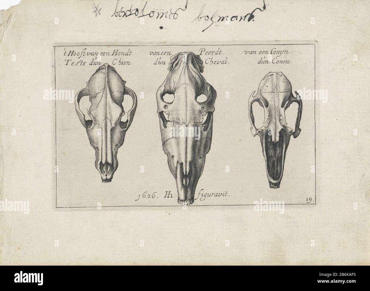 Tre scheletri di teste animali Scheletri animali (titolo della serie) Tre scheletri di teste animali: Un cane a sinistra, un cavallo a destra alla testa di un konijn. Produttore al centro: Stampatore: Hendrick Hondius (i) (edificio elencato) da stampare da : Teodoro Filippo di LiagnoPlats prodotto: L'Aia Data: 1626 caratteristiche Fisiche: Acquaforte e engra materiale: Carta Tecnica: Acquaforte / engra (processo di stampa) Misure: Bordo della lastra: H 98 mm × W 156 mmToelichtingSerie di Andries Jacobsz. Lo stock Hendrick Hondius (i) e Simon Frisius. Oggetto: Cane (+ cranio di un animale) cavallo (+ cranio di Foto Stock