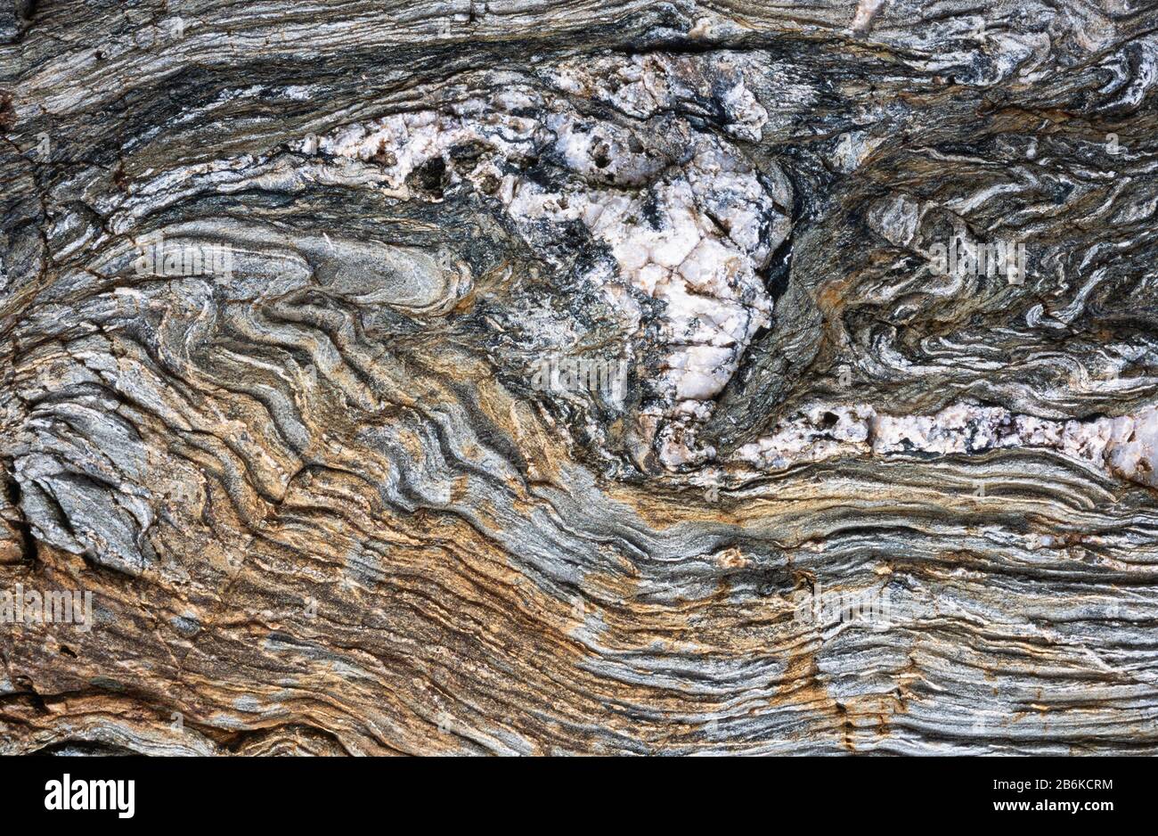 Rocce altamente deformate con piegature complesse a Trearddur Bay vicino Holyhead, Anglesey, Galles Foto Stock