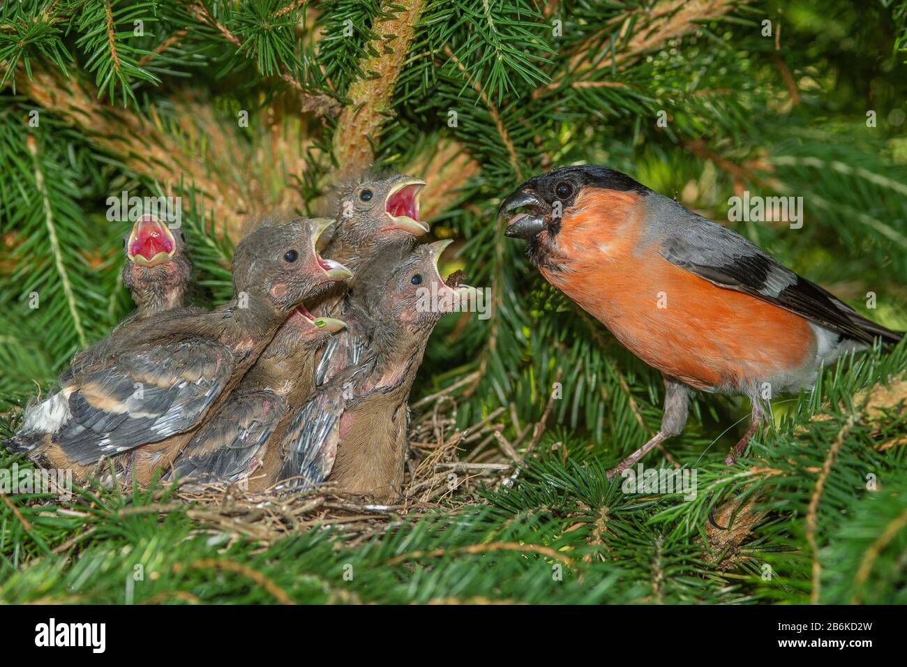 Bullfinch, corrida eurasiatica, corrida settentrionale (Pirrula pirrhula), alimentazione maschile che genera uccelli giovani nel nido, Germania, Baden-Wuerttemberg Foto Stock