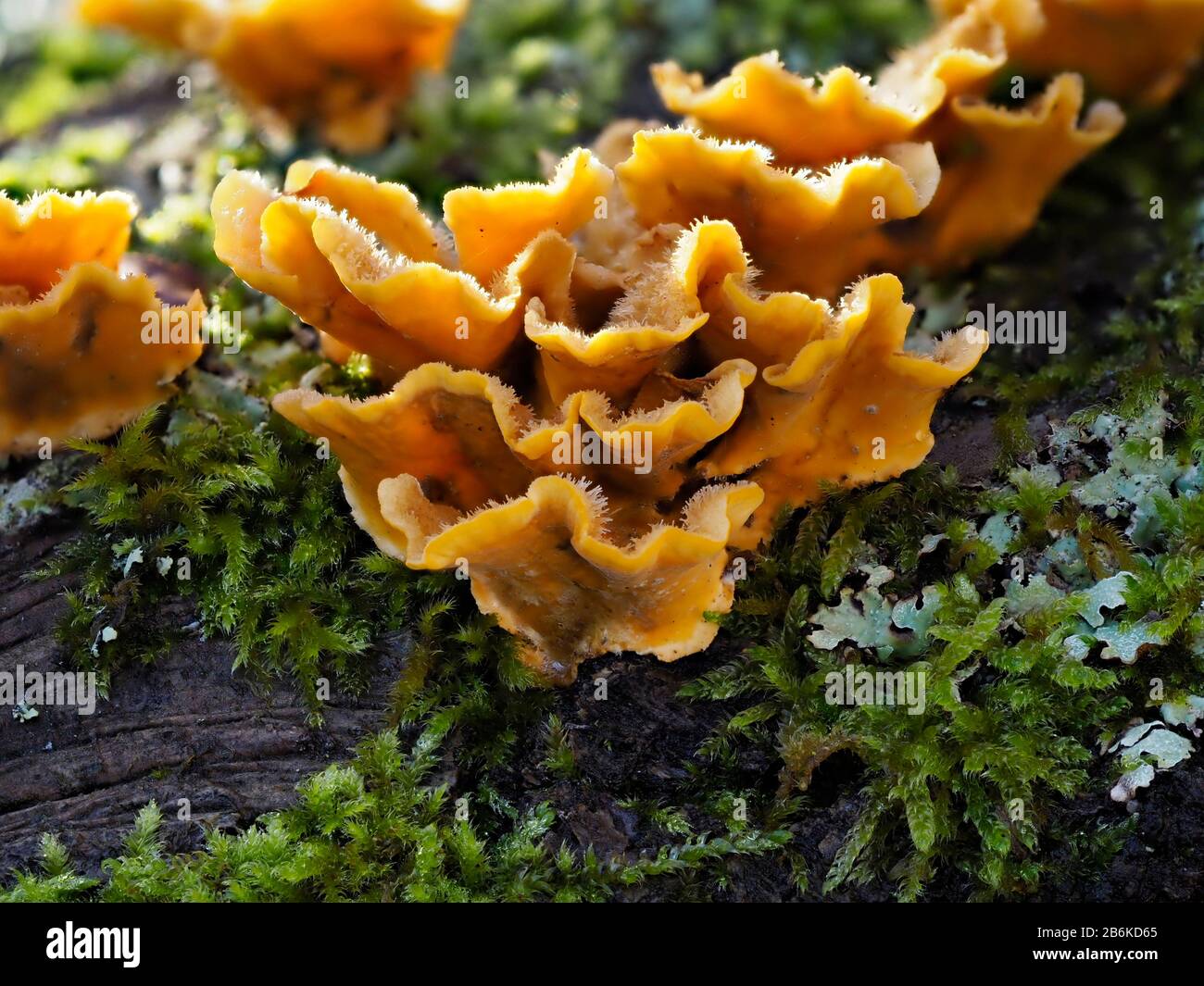 Funghi pelosi Stereum, Seereum Hirsutum, Dering Woods, Kent UK, immagine sovrapposta, falsa coda di tacchino, crosta di cortina pelosa Foto Stock