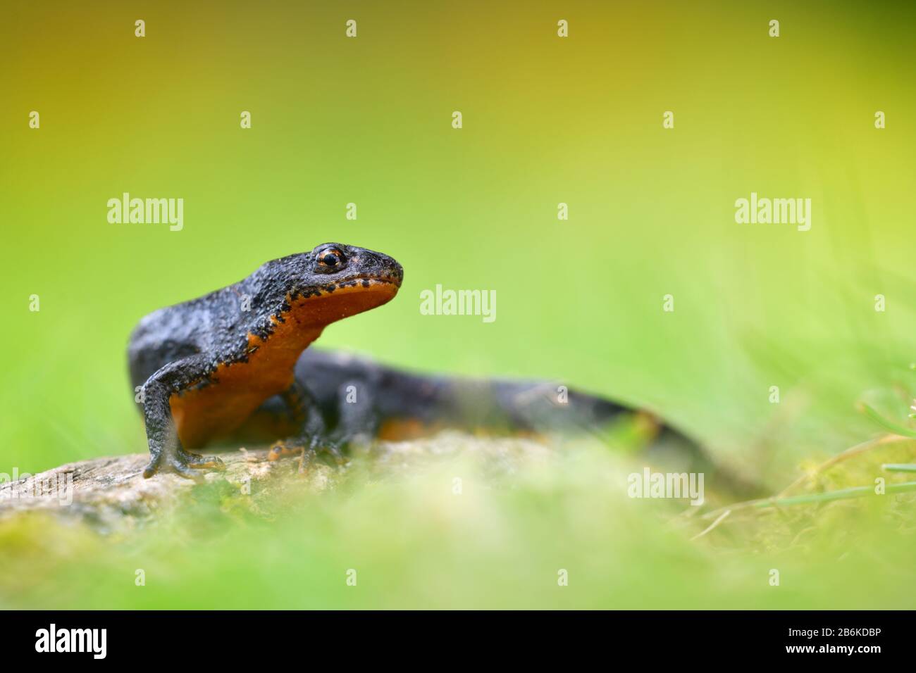 Newt alpina (Triturus alpestris, Ichthyosaura alpestris, Mesotriton alpestris), seduta su una pietra, Germania, Renania settentrionale-Vestfalia Foto Stock