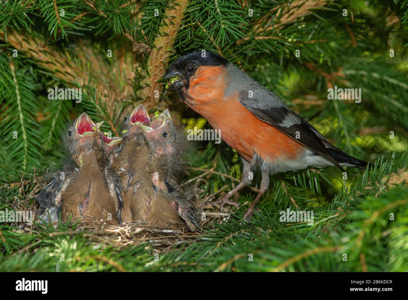 Bullfinch, corrida eurasiatica, corrida settentrionale (Pirrula pirrhula), alimentazione maschile che genera uccelli giovani nel nido, Germania, Baden-Wuerttemberg Foto Stock