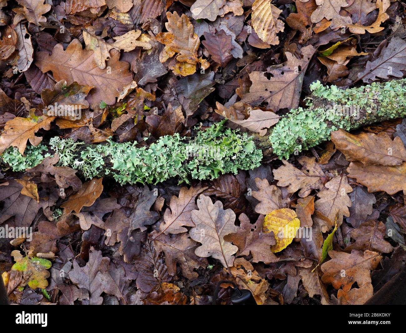 Hood Lichen di Monk, Hypogymnia physodes, su ramo morto, Dering Woods, Kent UK, immagini sovrapposte, sensibili all’inquinamento da azoto Foto Stock