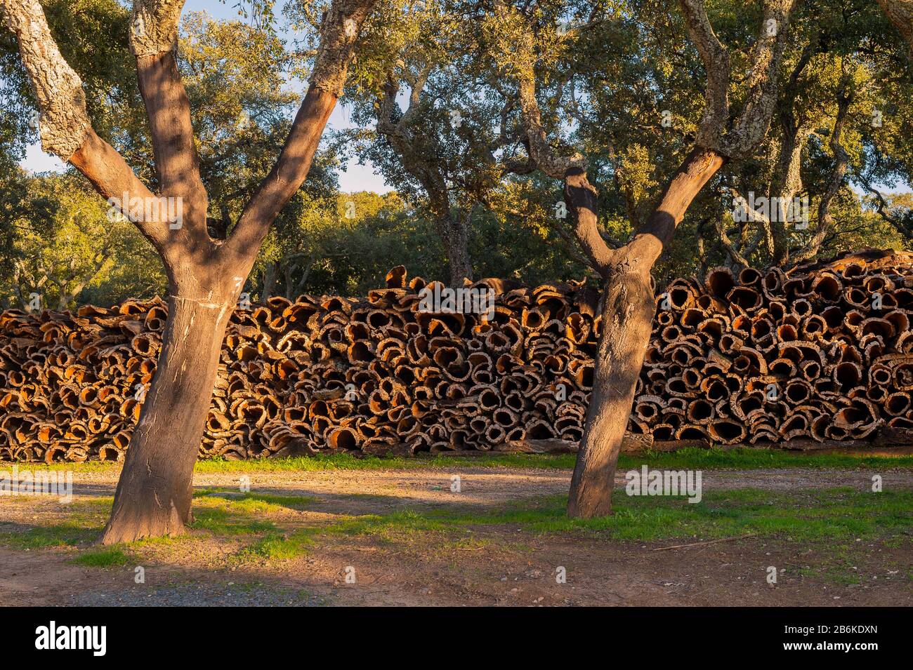 Sughero quercia (Quercus suber), querce da sughero e stacked corteccia di sughero, Portogallo, Algarve, Monchique Foto Stock