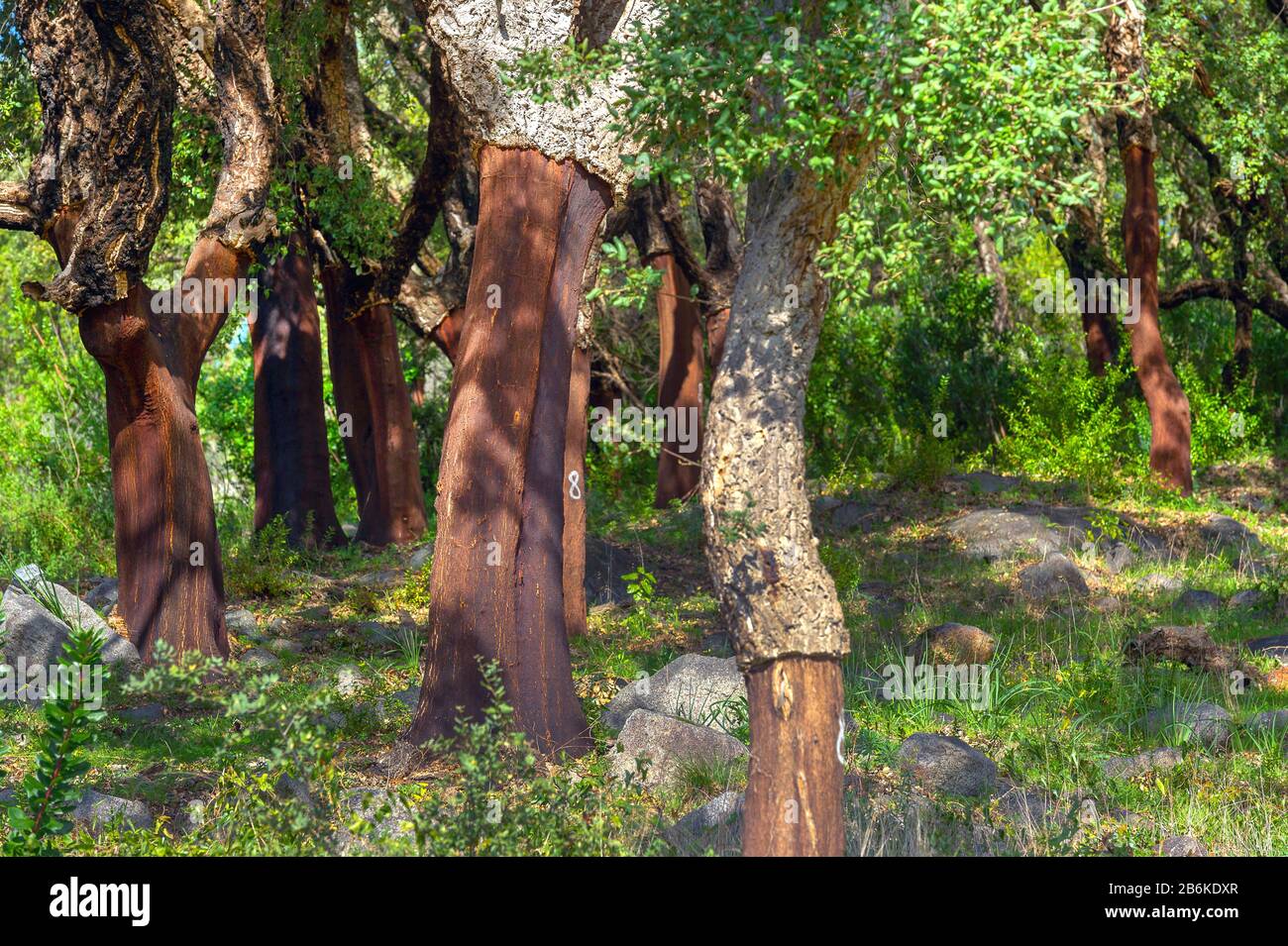 Querce di sughero (Quercus suber), querce di sughero alla Serra de Monchique al Foia, Portogallo, Algarve Foto Stock
