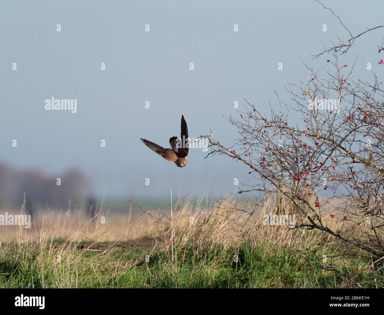 Kestrel, Falco tinnunculus, in volo, immersioni per prendere preda in erba lunga, Elmley Nature Reserve, Kent UK Foto Stock