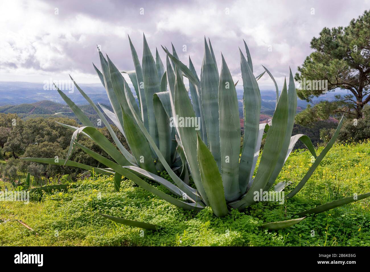 Agave, Pianta Del Secolo (Agave americana), pianta singola, Portogallo,  Algarve Foto stock - Alamy