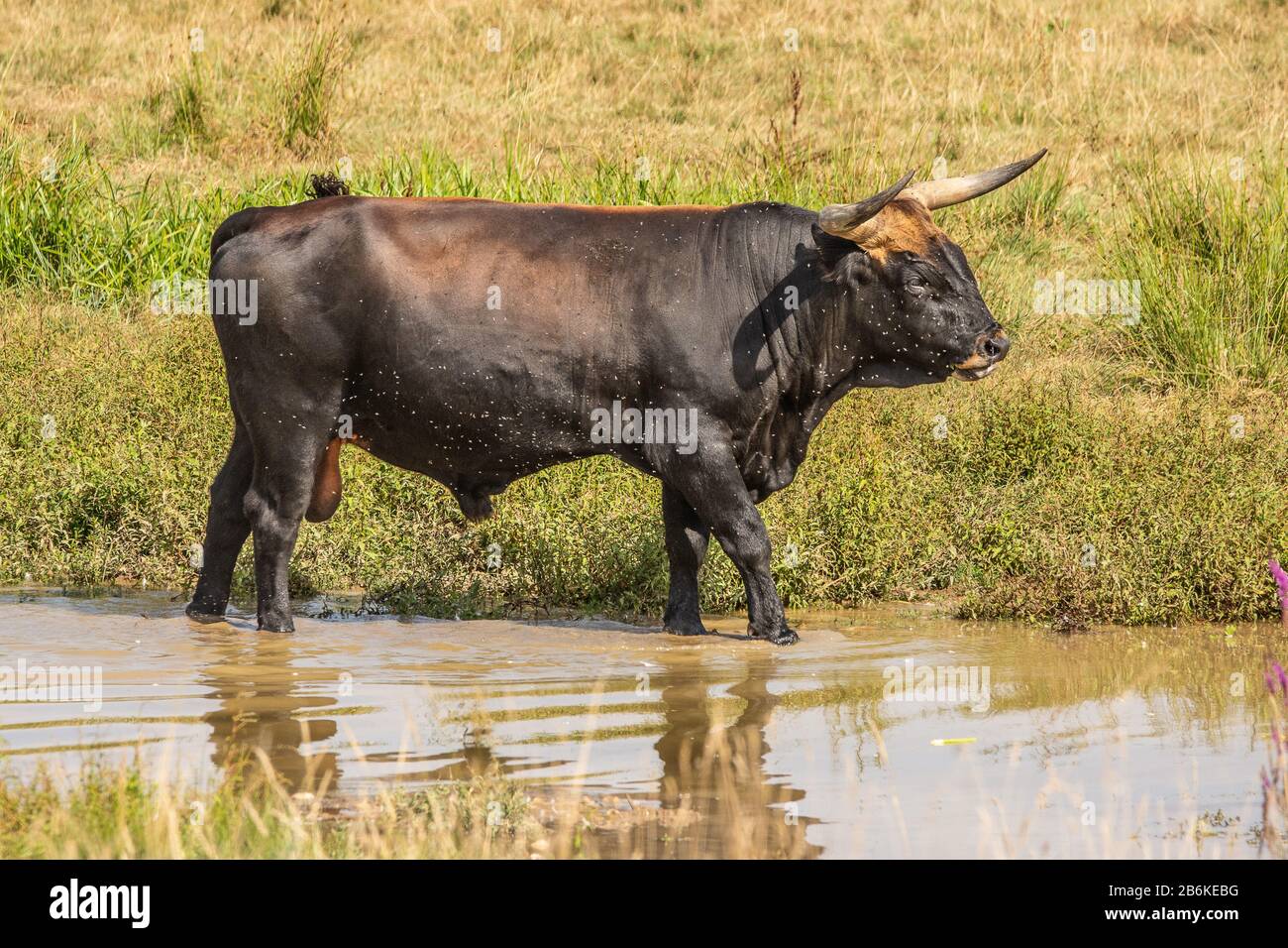 Bovini heck (Bos primigenius F. taurus), toro in piedi in acque poco profonde circondato da un caldo di mosche, vista laterale, Germania, Baden-Wuerttemberg Foto Stock