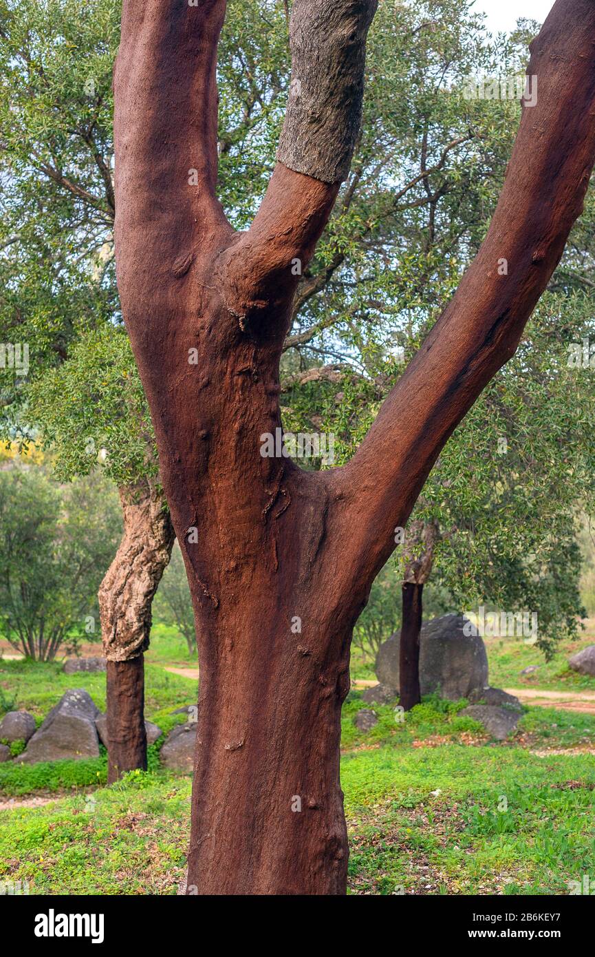 Quercia di sughero (Quercus suber), querce di sughero alla Serra de Monchique, Portogallo, Algarve Foto Stock
