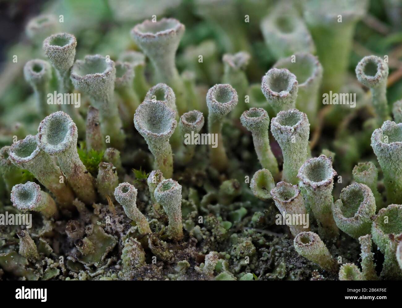 Tromba Lichen, Cladonia fimbriata, Kent UK, piccoli funghi che crescono a parete, fuoco stacked Foto Stock