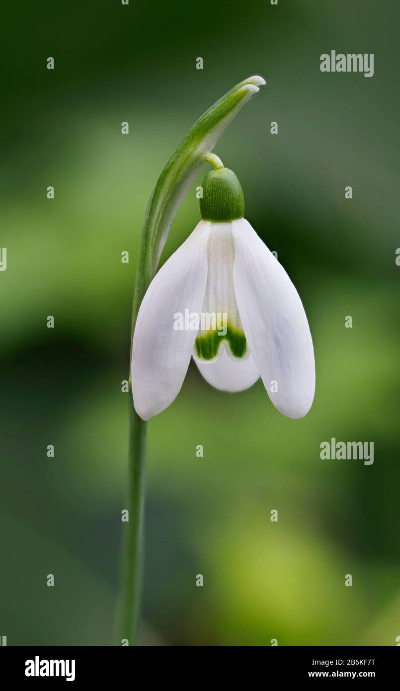 Snowdrop, Galanthus nivalis, Sandwich, KENT UK, messa a fuoco in pila Foto Stock