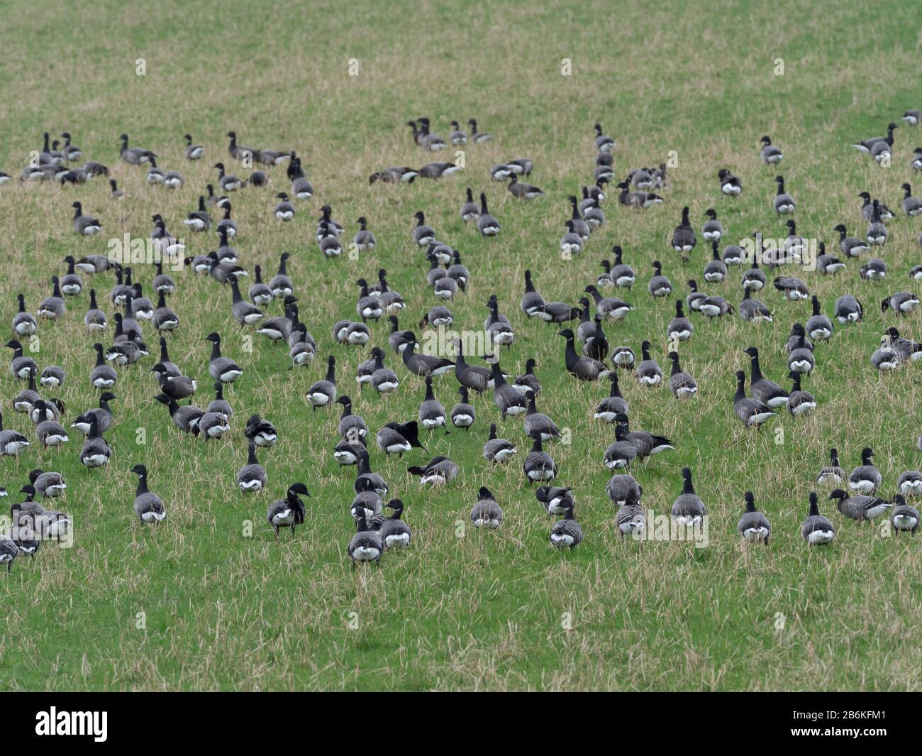 Brent o Brent Geese, Branta bernicla, flock insieme alimentando in campo, nr Reculver, KENT UK Foto Stock