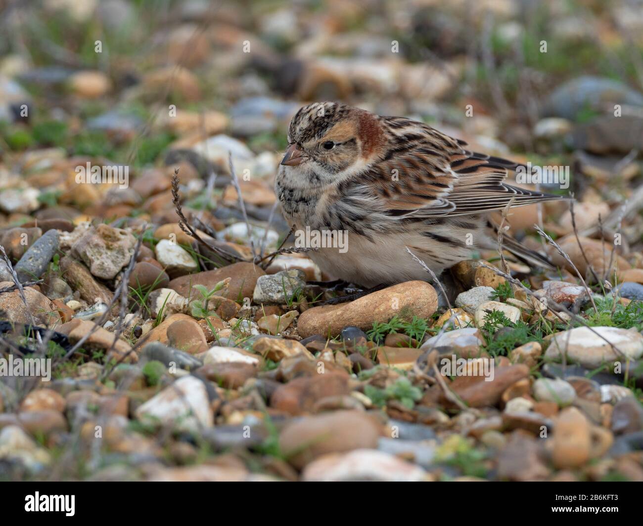 Lapponia Longspur o Bunting, Calcarius lapponicus, , nr Reculver, KENT UK, su alimentazione a terra, immigrato Foto Stock