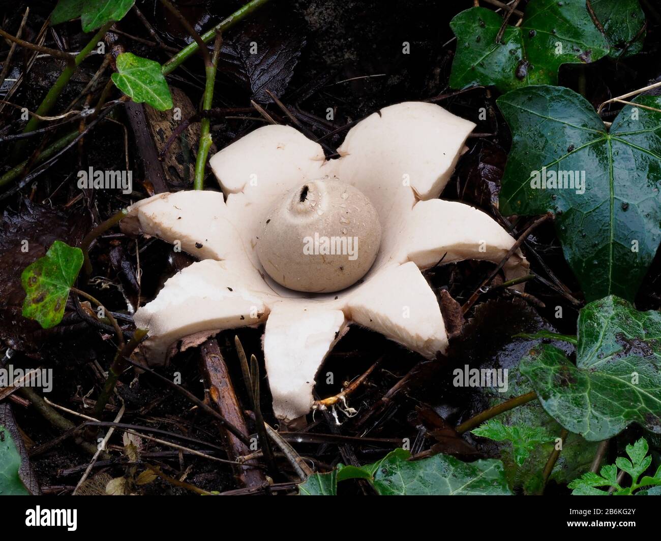 Earthstars, Geastrum Triplex, Sandwich, KENT UK Foto Stock