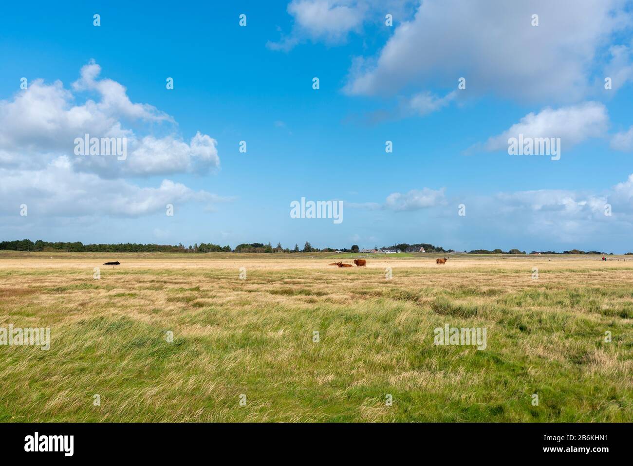 Paesaggio con paludi salate e bestiame scozzese highland, Sankt Peter-Ording, Mare del Nord, Schleswig-Holstein, Germania, Europa Foto Stock