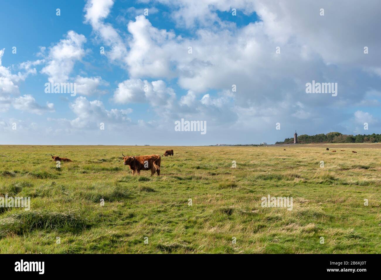 Paesaggio con paludi salate e bestiame scozzese highland, Sankt Peter-Ording, Mare del Nord, Schleswig-Holstein, Germania, Europa Foto Stock