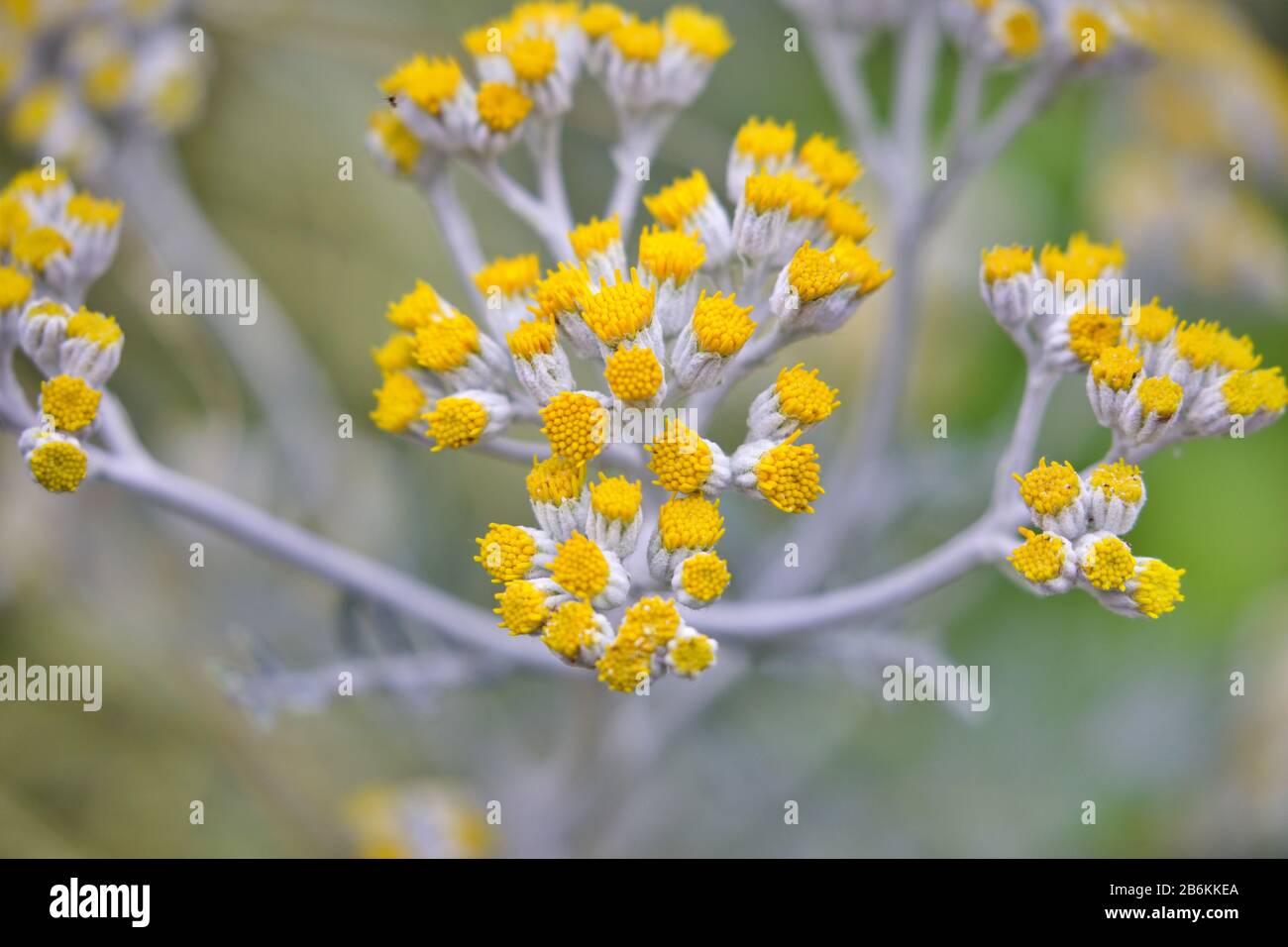 tappeto di fiori gialli Foto Stock
