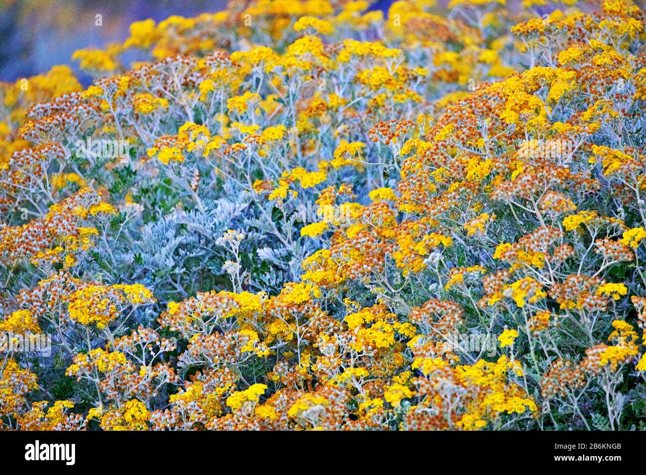 tappeto di fiori gialli Foto Stock