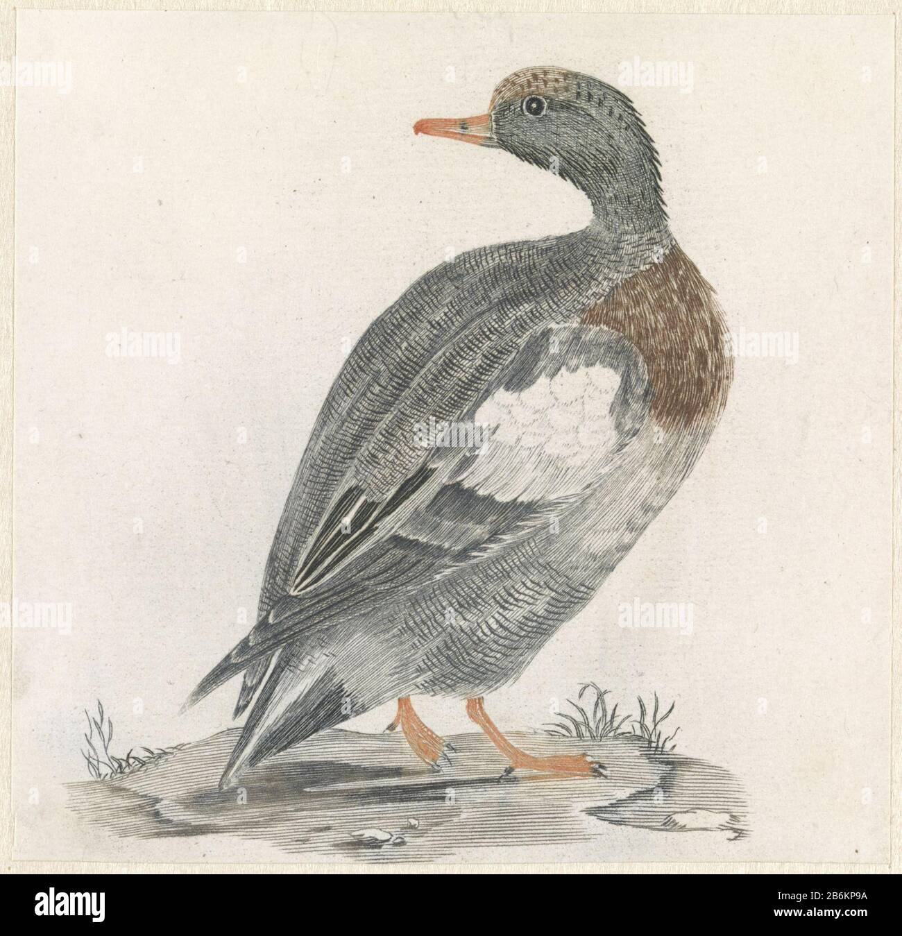 Anatra a destra, guardando verso sinistra anatra a destra, guardando a sinistra tipo di oggetto: Immagine numero articolo: RP-P-1939-1361 Iscrizioni / marchi: Collector's mark, vero, stampato: Lugt 2228 fabbricante : stampatore: Anonymous supervision Johan Teylerstraat Luogo fabbricazione: Paesi Bassi Data: 1688 - 1698 caratteristiche Fisiche: Auto à la poupée in materiale arancione, blu, marrone, grigio e verde: Carta Tecnica: Engra (processo di stampa) / à la poupée / colore dimensioni: Foglio: H 105 mm × W 109 mmToelichtingVergelijk pressione nell'album John Teyler. Numero di inventario: RP-P-1955-251. Oggetto: Uccelli acquatici: Duc Foto Stock