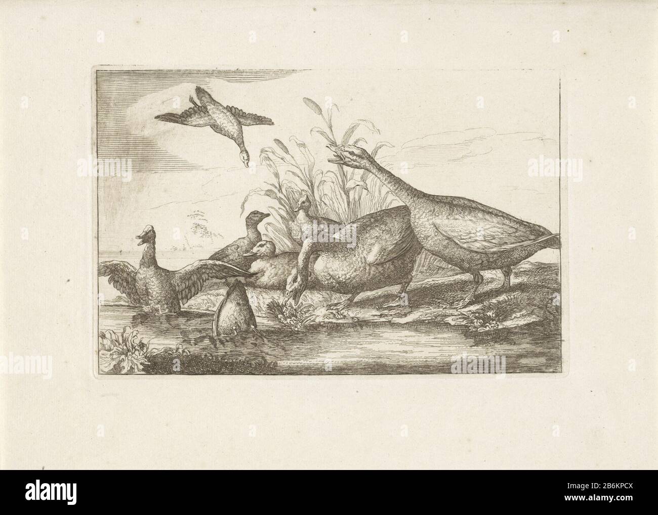 Eenden en ganzen verschillend Vogels (seriettel) forma perfetta di uccelli diversi () (serietitel) un gruppo di anatre e bulli oche all'acqua. Produttore : tipografia: Pieter Schenk (i) (attribuito a) al disegno di: Francis Barlow Editore: Pieter Schenk (i) Luogo di produzione: Amsterdam Data: 1675 - 1711 caratteristiche Fisiche: Acquaforte materiale: Tecnica della carta: Acquaforte dimensioni: Bordo della lastra: H 131 mm × W 198 mm Oggetto: Acquavifauna: Goos bird Foto Stock