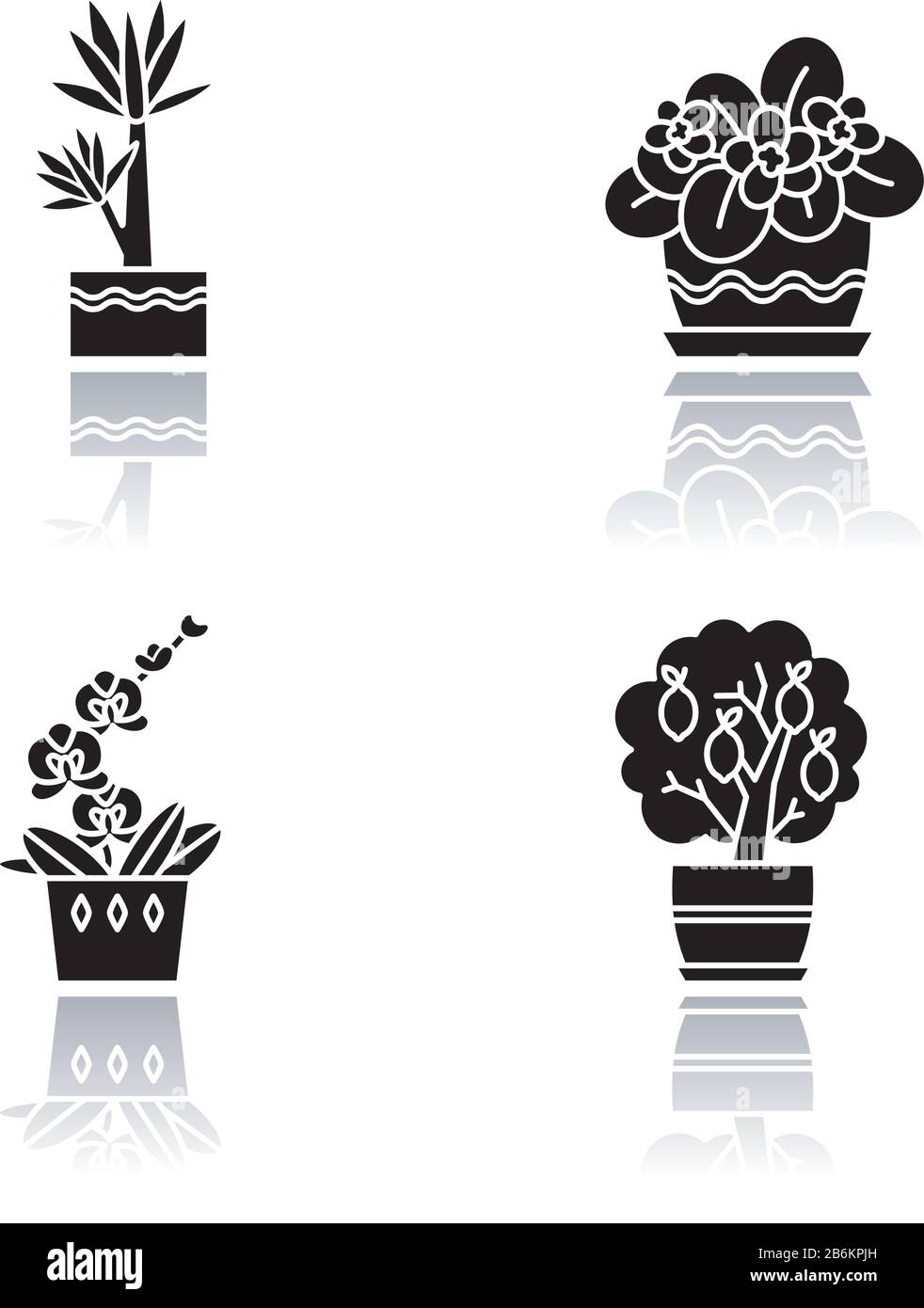 Decorazione piante indoor goccia ombra nero glyph icone set. Piante Domestiche. Piante addomesticate. Orchidea, yucca. Agrumi in miniatura, violetto africano Illustrazione Vettoriale