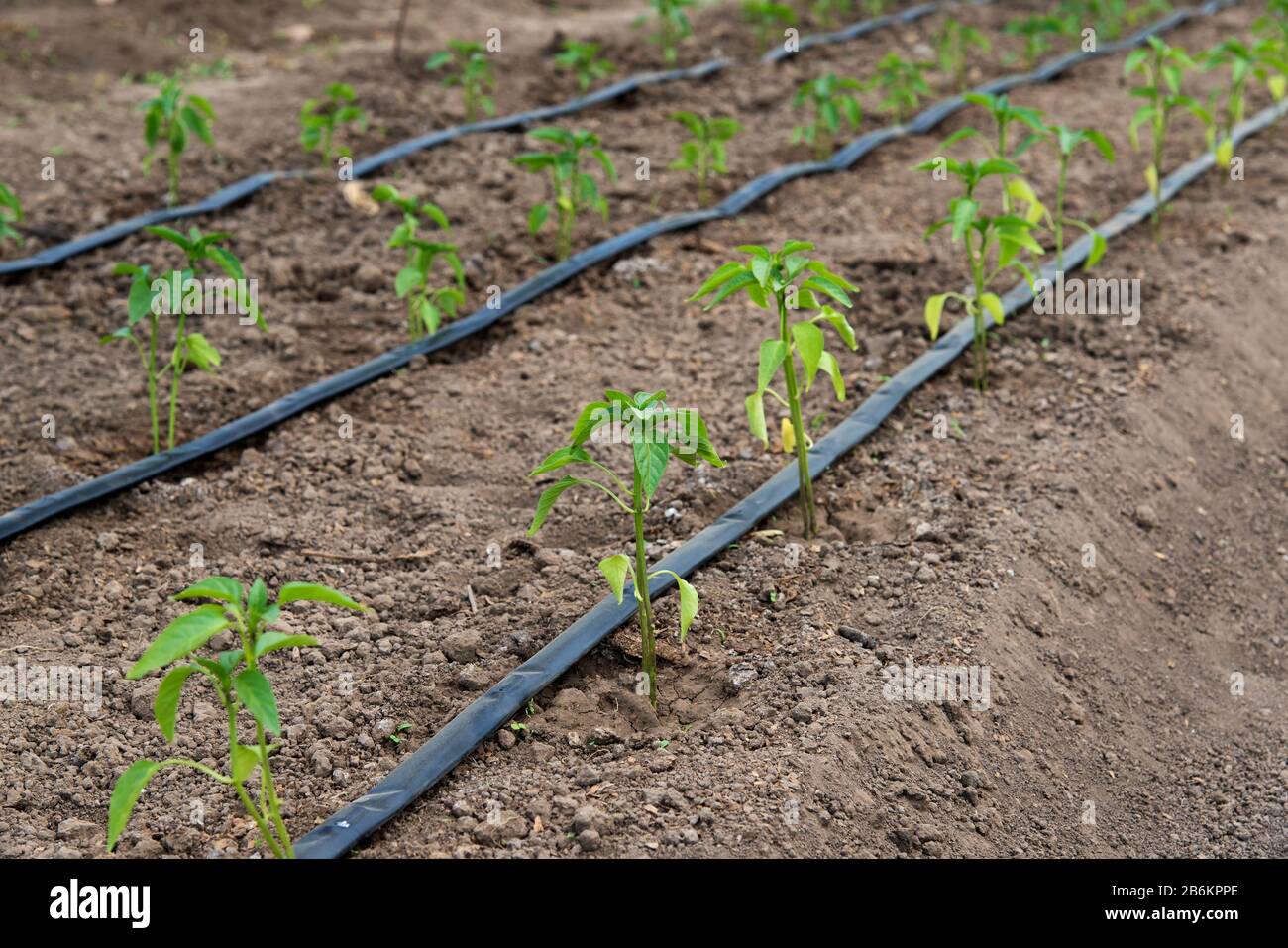 serra con piante di pepe organico e sistema di irrigazione a goccia - fuoco selettivo Foto Stock