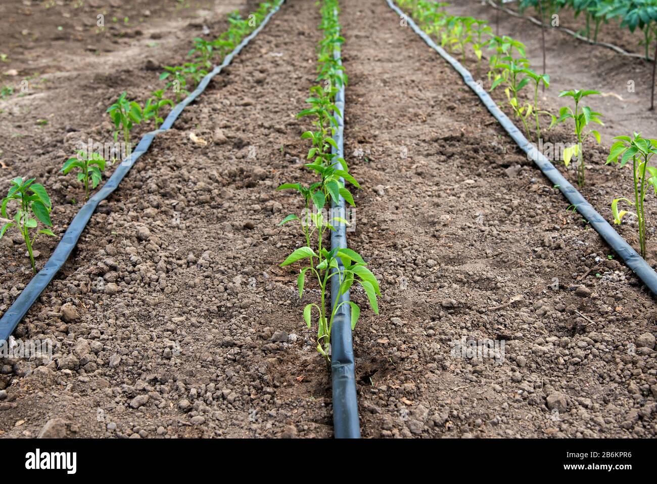 serra con piante di pepe organico e sistema di irrigazione a goccia - fuoco selettivo Foto Stock