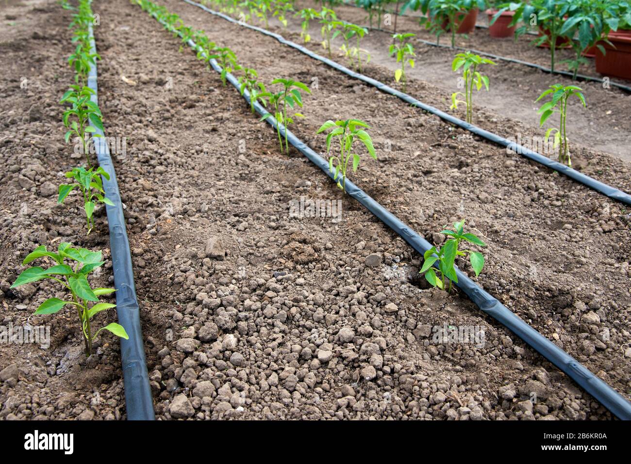 serra con piante di pepe organico e sistema di irrigazione a goccia - fuoco selettivo Foto Stock