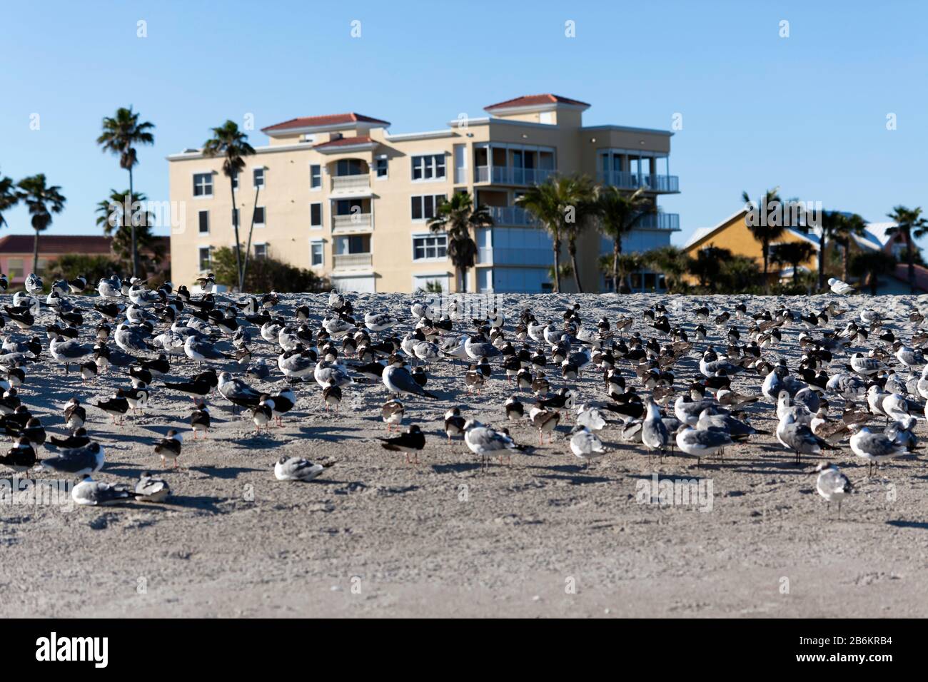 Un gruppo di Uccelli Marini su Cape Canaveral Beach, Florida, Stati Uniti Foto Stock