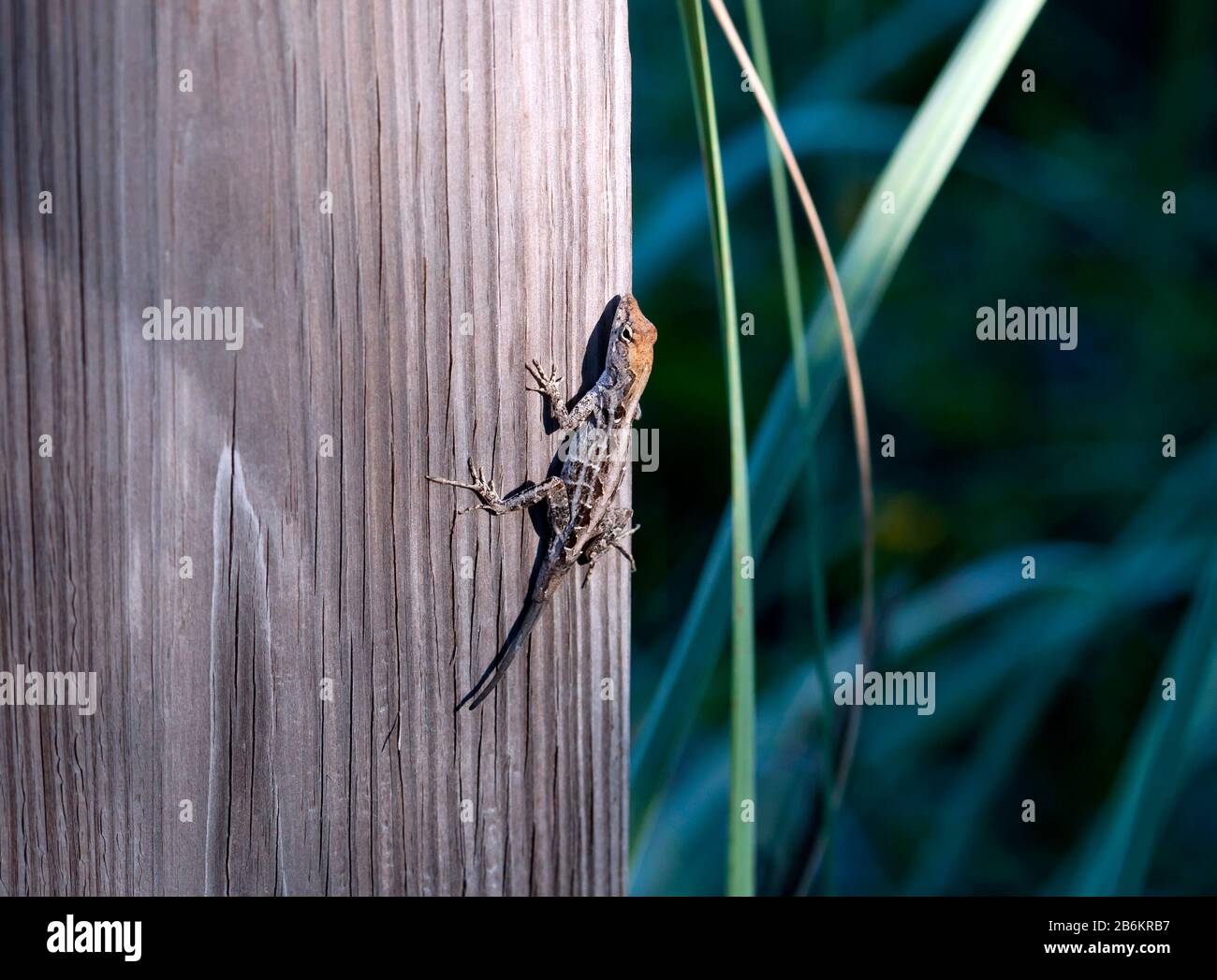 Macro immagine di una femmina, anole marrone lucertola prendere il sole su un palo di legno, in Jackson Avenue, Cape Canaveral, Florida, Stati Uniti Foto Stock