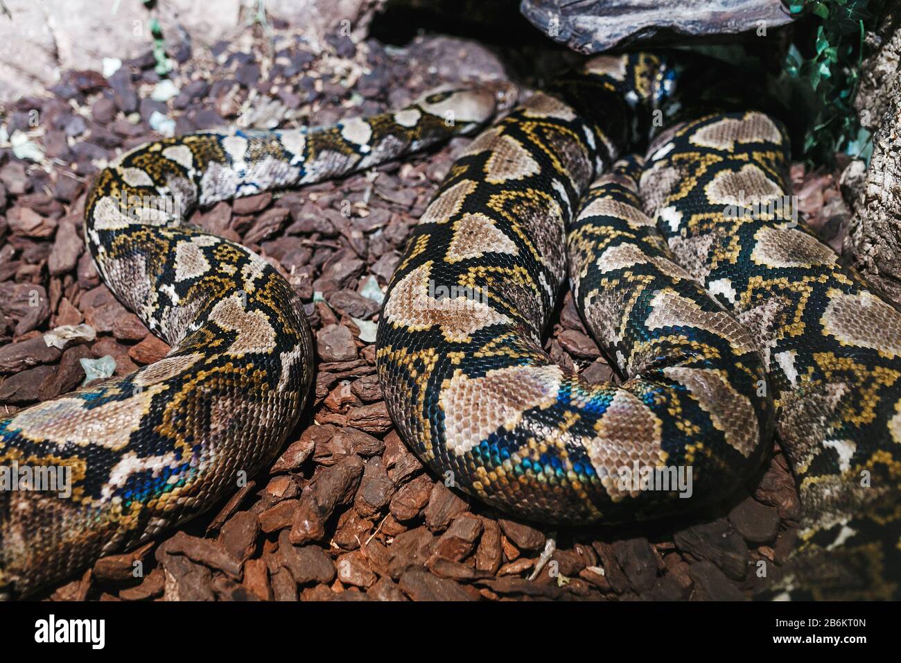 Python nel terrario dello Zoo Foto Stock