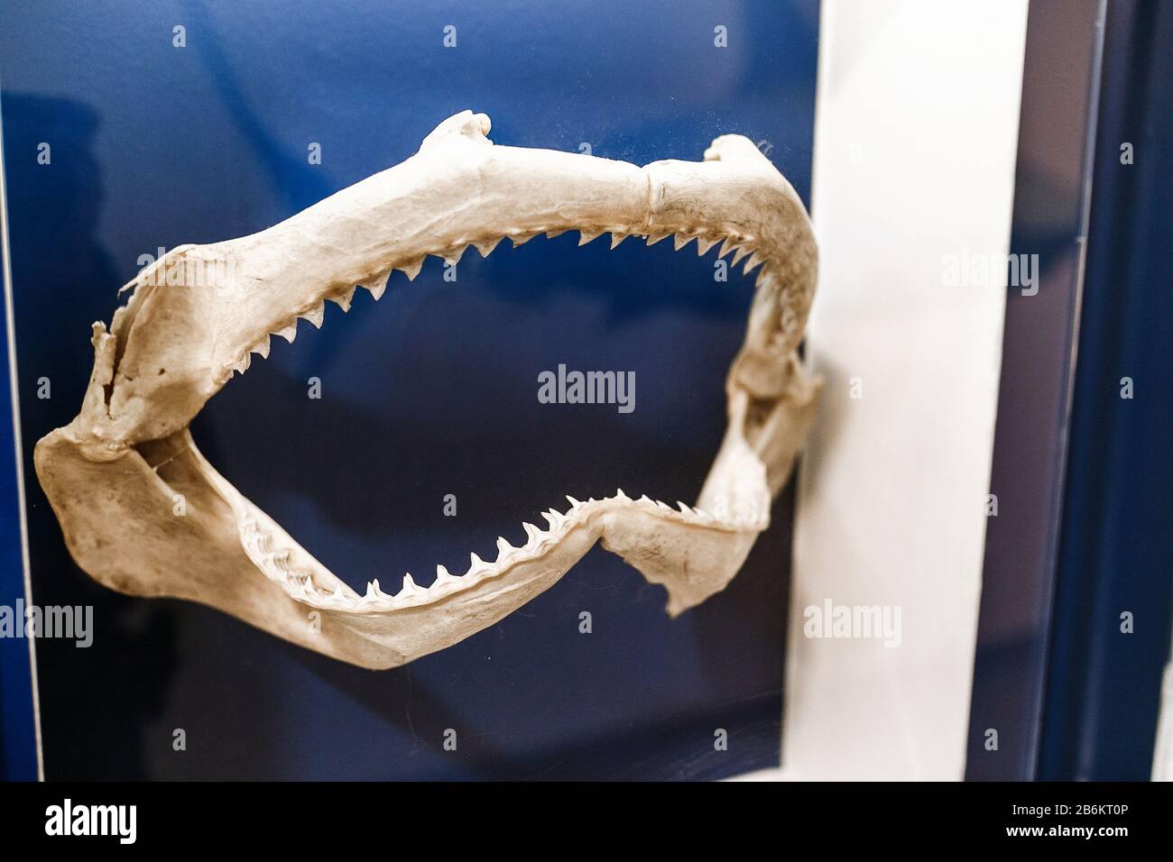 Squalo Jaw Osso e denti nel museo Foto Stock