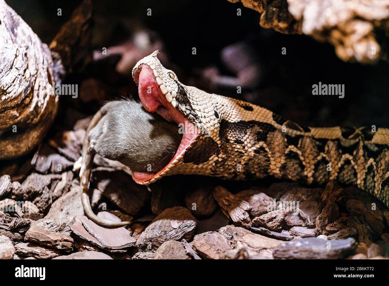 Biotis gabonica o Gaboon Viper nello Zoo mangiare grandi ratti Foto Stock