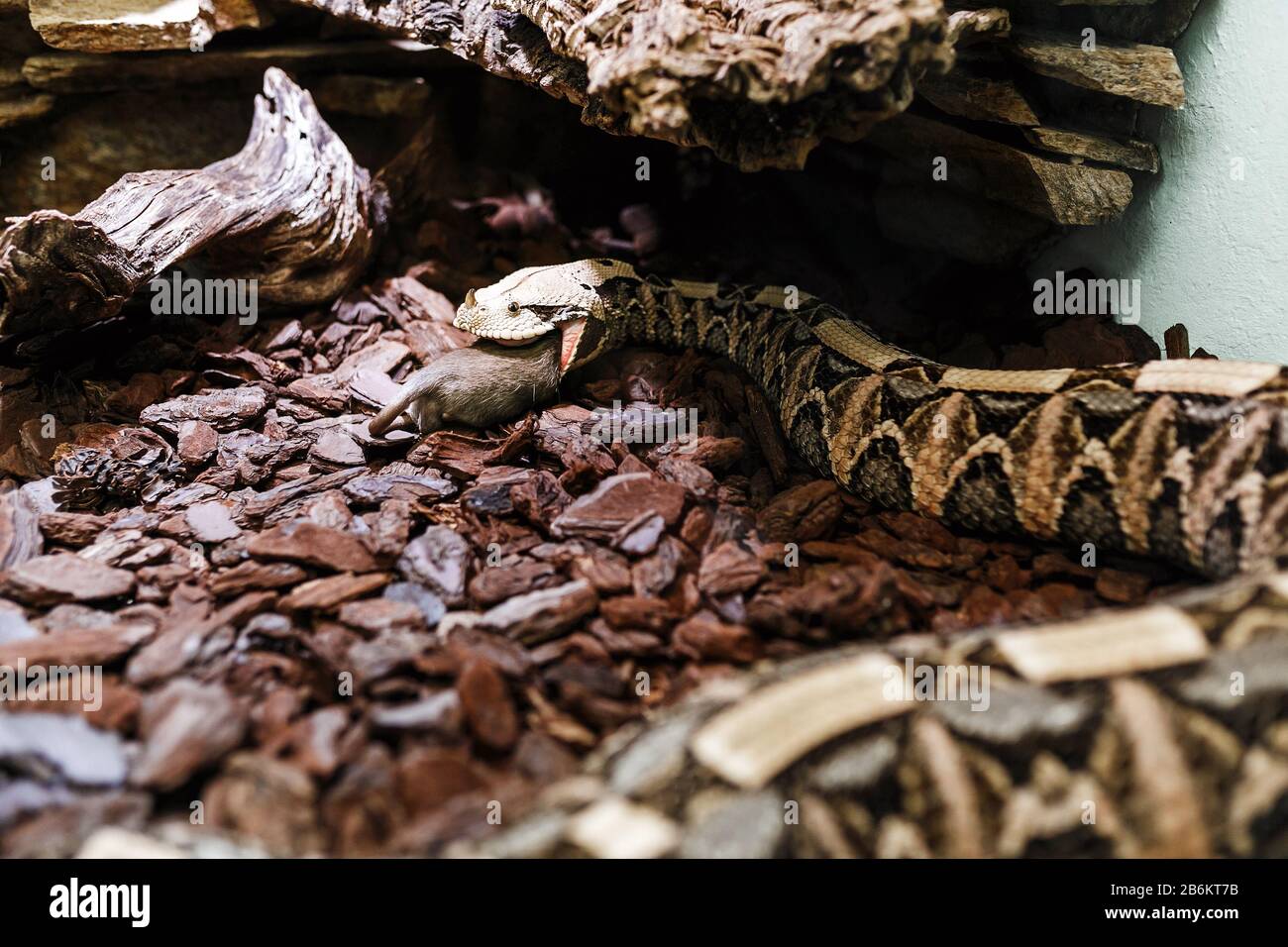 Biotis gabonica o Gaboon Viper nello Zoo mangiare grandi ratti Foto Stock