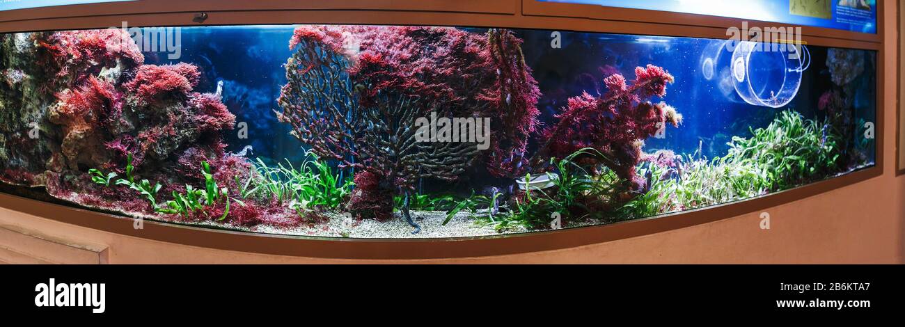 acquario marino in mostra in uno zoo Foto Stock