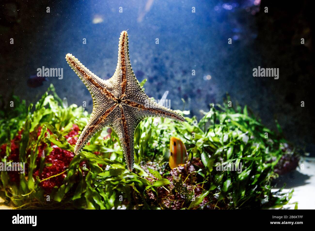 Pesci marini esotici stelle sul vetro dell'acquario vicino Foto Stock