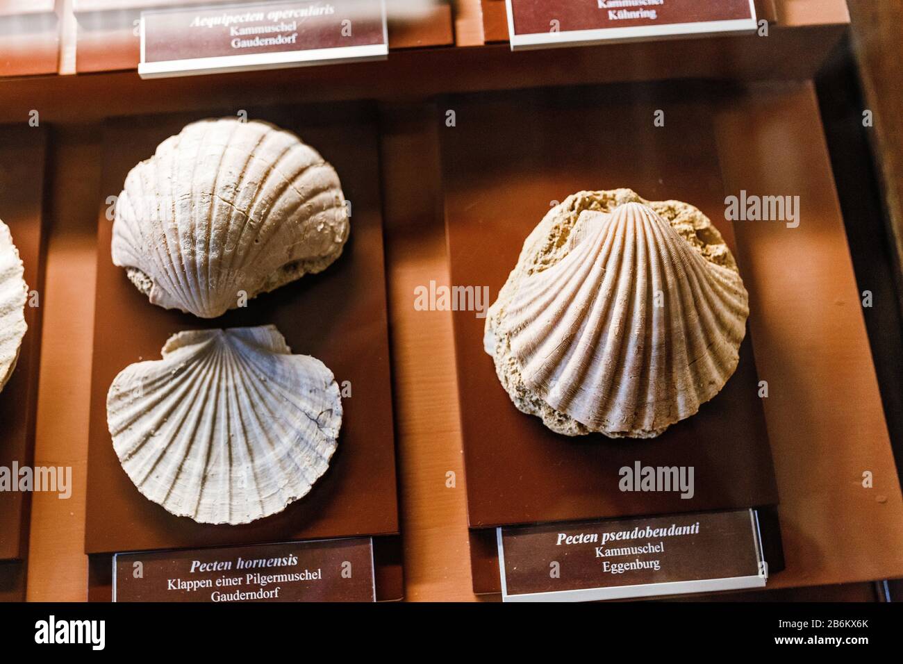 Fossili Shell Chlamys e Pecten nel museo Foto Stock
