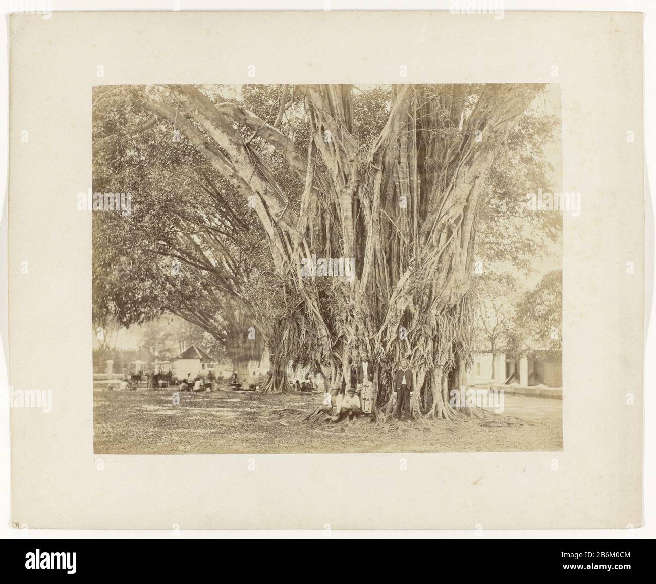 Enkele mannen bij een grote boom Staatsspoorweggen op Java (serietitel) Alcuni uomini indiani in posa in un albero molto grande, Dove: Apparentemente a Surabaya. Parte di un gruppo di 62 foto in una scatola con l'iscrizione Ferrovie dello Stato su Java dal 1888. Produttore : fotografo Herman Salzwedel (elenco proprietà) Luogo di fabbricazione: Surabaya datazione: 1880 - 1888 caratteristiche Fisiche: Albumen materiale di stampa: Carta Tecnica: Albumen stampa dimensioni: Foto: H 215 mm × W 275 mmkarton: H 303 mm × W 374 mm Data: 1880 - 1888 Foto Stock