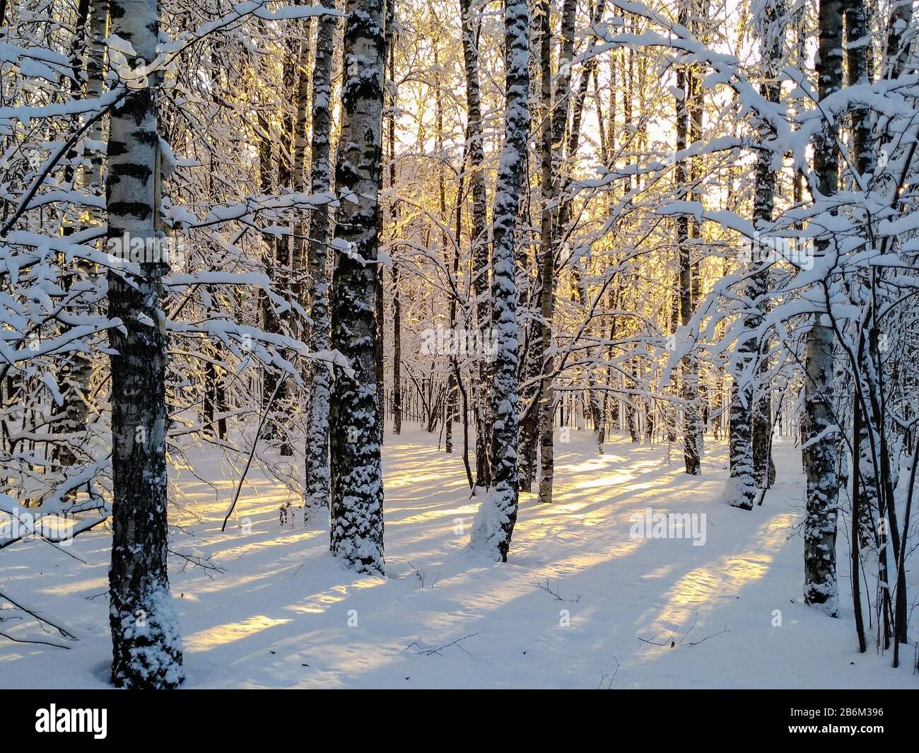 Paesaggio con gli alberi coperti di neve e illuminate dal sole invernale Foto Stock
