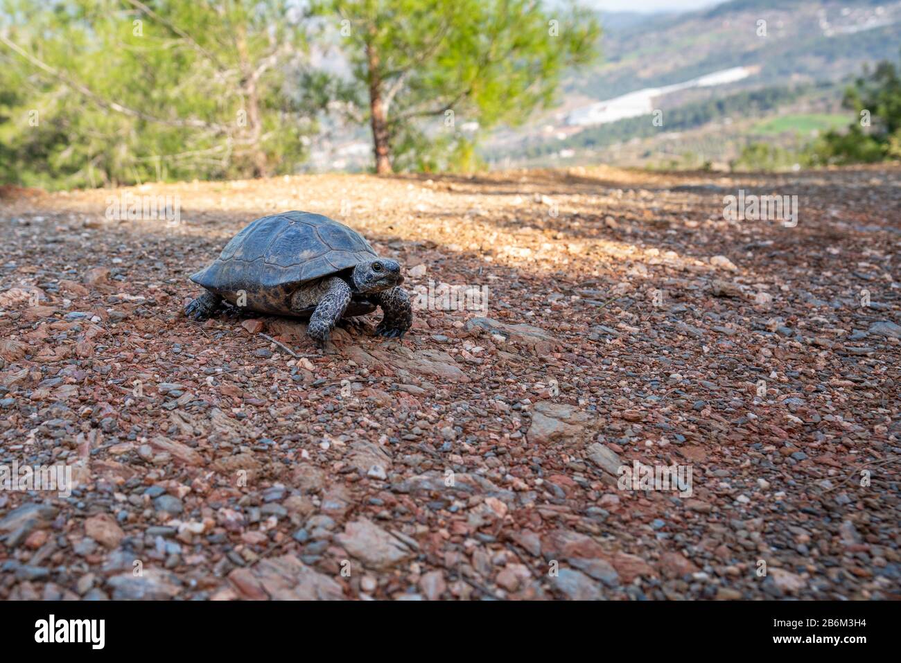 La tartaruga si muove lentamente in natura. Camminando sulla strada di campagna Foto Stock