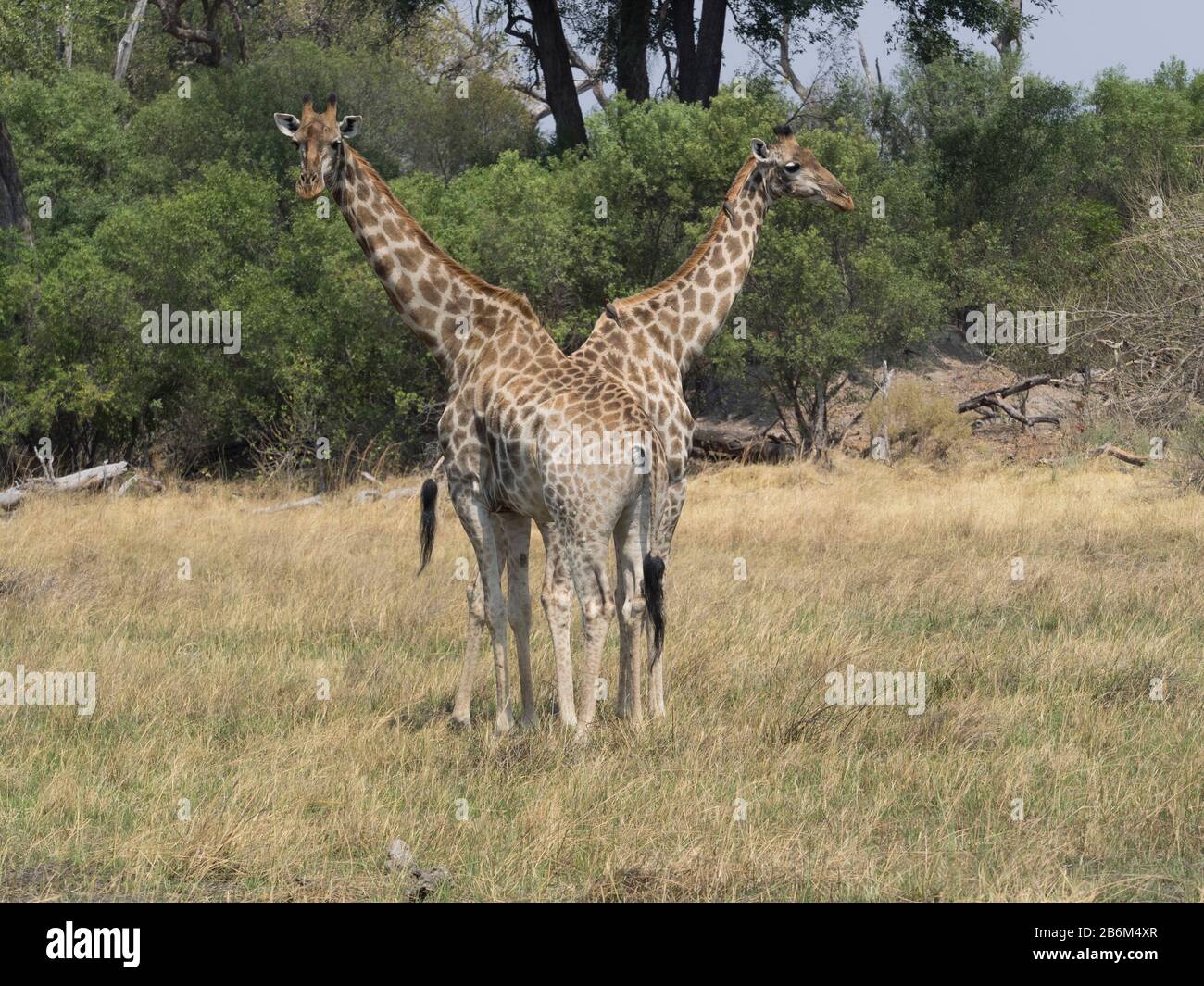 Due Giraffe (Giraffa camelopardalis) che si trovano in una foresta, il Delta dell'Okavango, Ngamiland, Botswana Foto Stock