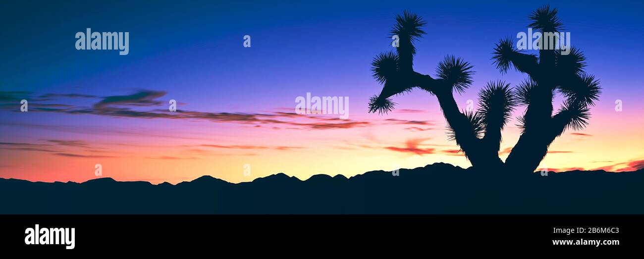 Lone Joshua Tree (Yucca brevifolia) all'alba, Rainbow Basin Natural Area, vicino Barstow, California, Stati Uniti Foto Stock