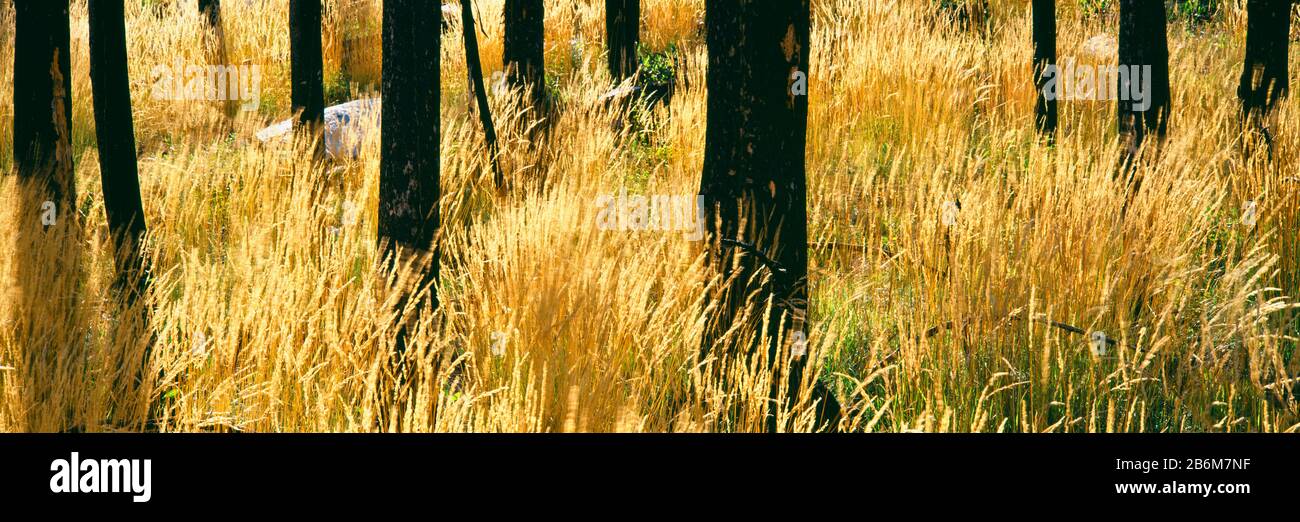 Erbe autunnali secche diventano una tonalità gialla in uno stand di pini Lodgepole bruciati, Buffalo Valley, Wyoming, USA Foto Stock Erbe autunnali secche diventano una tonalità gialla in uno stand di pini Lodgepole bruciati, Buffalo Valley, Wyoming, USA Foto Stock