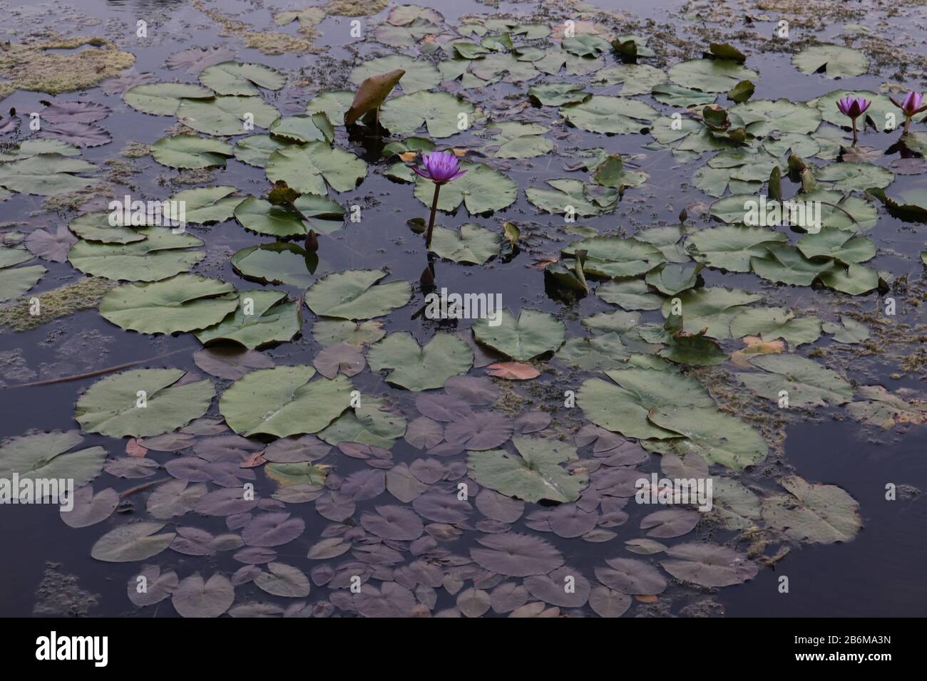 Fiore di loto nello stagno di loto/parco fiorito fronte fiume Sabarmati Foto Stock