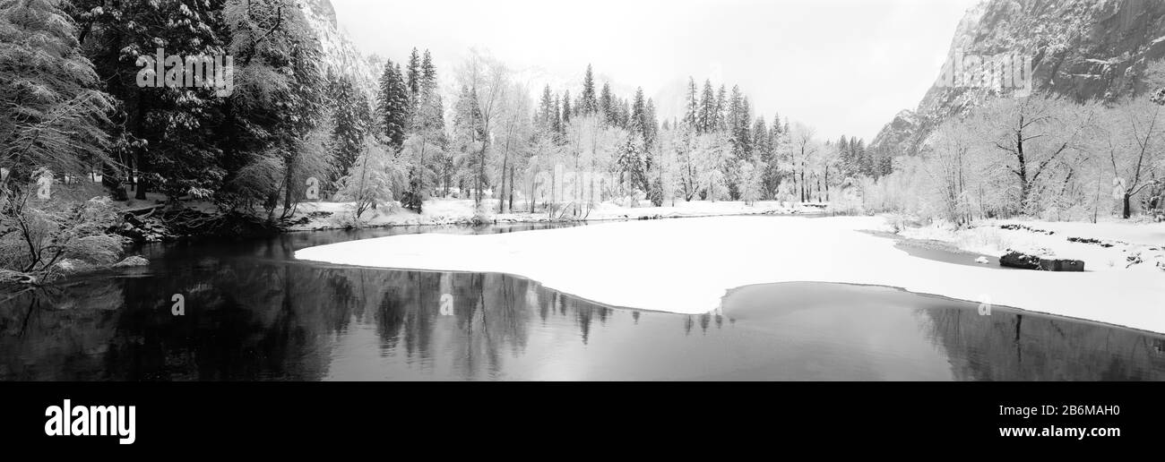 Alberi innevati in una foresta, Yosemite National Park, California, Stati Uniti Foto Stock