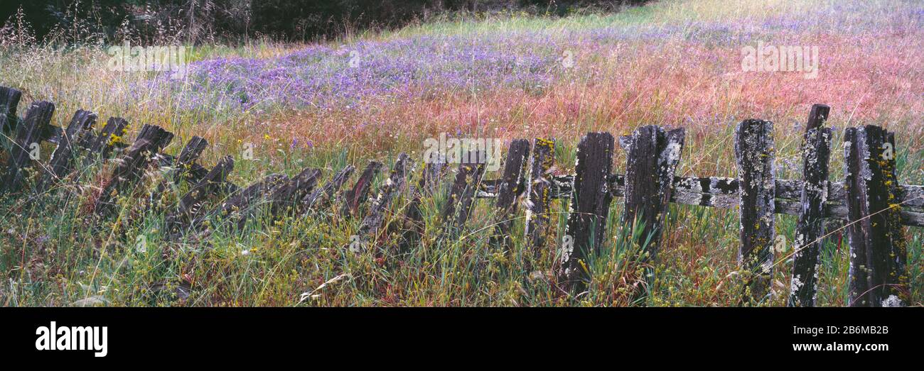 Vecchia recinzione in un campo Lupin, Quail Hollow Ranch County Park, Felton, Santa Cruz County, California, Stati Uniti Foto Stock